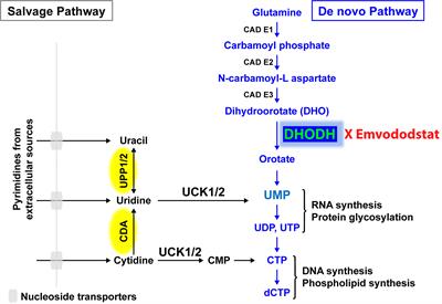 Emvododstat, a Potent Dihydroorotate Dehydrogenase Inhibitor, Is Effective in Preclinical Models of Acute Myeloid Leukemia